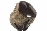 Polished Fossil Mosasaur Vertebra w/ Metal Stand - Texas #335049-1
